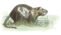 SA Nutria